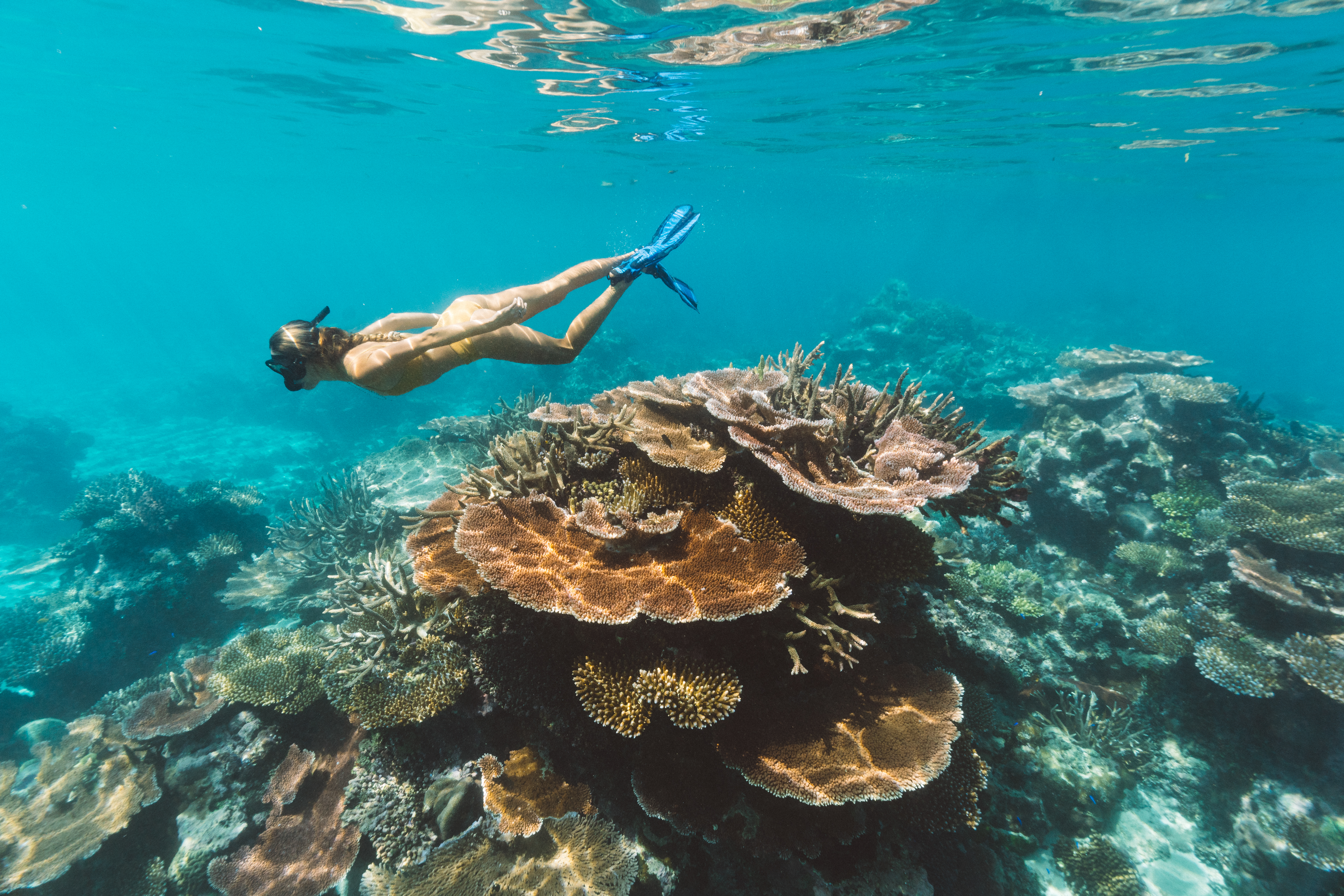 Snorkeller's Paradise at Champagne Beach